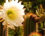 Cactus Flower - Botanical Gardens