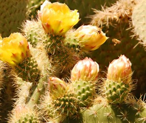 Cactus Flowers at SC Botanical Gardens, Palos Verdes - Mike Hope